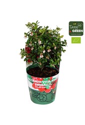 Vaccinium vitis-idea Fireballs Bio P14