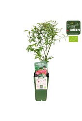 Vaccinium Pink Lemonade® Bio P15