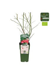 Vaccinium Pink Lemonade® Bio P15