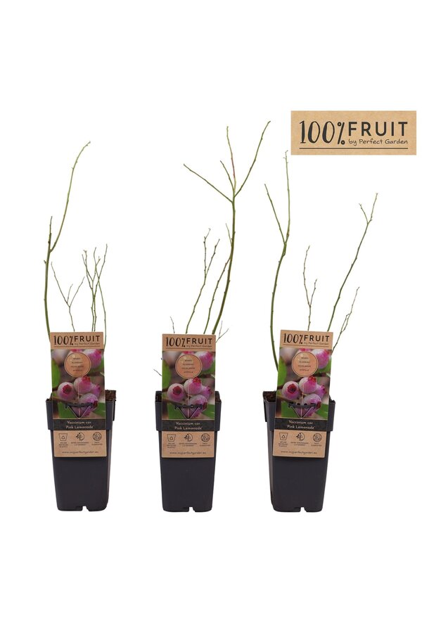 Vaccinium Pink Lemonade® P15