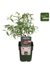 Vaccinium Pink Lemonade® Bio P13