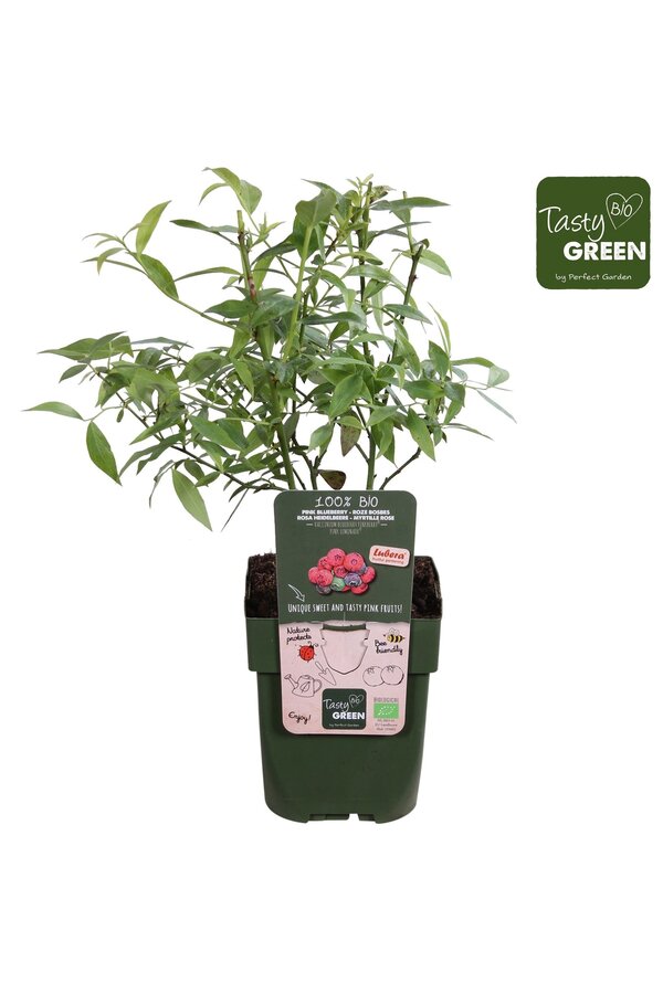 Vaccinium Pink Lemonade® Bio P13