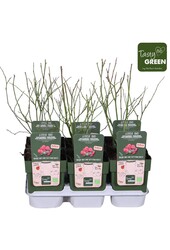 Vaccinium Pink Lemonade® Bio P13