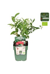 Vaccinium Pink Lemonade® Bio P13