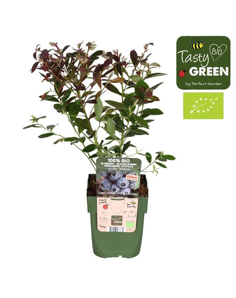 Vaccinium Sunshine Blue Bio P13