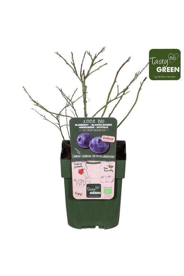 Vaccinium Sunshine Blue Bio P13