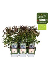 Vaccinium Sunshine Blue Bio P13