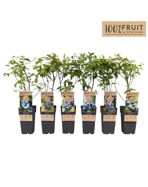 Vaccinium corymbosum mix tray P15