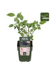 Rubus Navaho® Summerlong® Bio P13