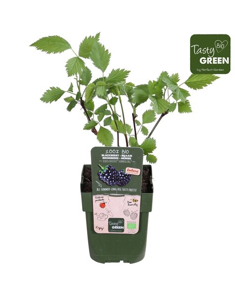 Rubus Navaho® Summerlong® Bio P13