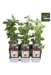 Rubus Navaho® Summerlong® Bio P13