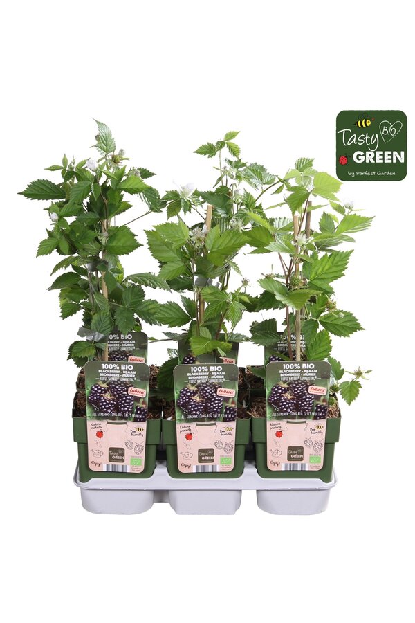 Rubus Navaho® Summerlong® Bio P13