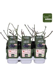 Rubus Navaho® Summerlong® Bio P13