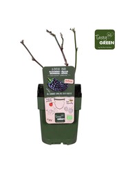 Rubus Navaho® Summerlong® Bio P13