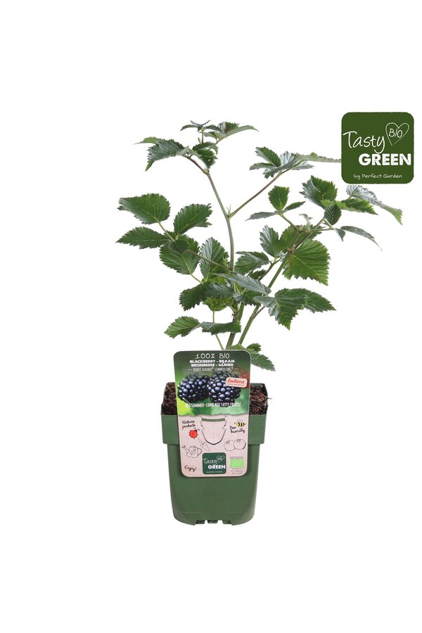 Rubus Navaho® Summerlong® Bio P13