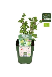 Ribes uva-crispa Easycrisp® Mr. Green® Bio P13