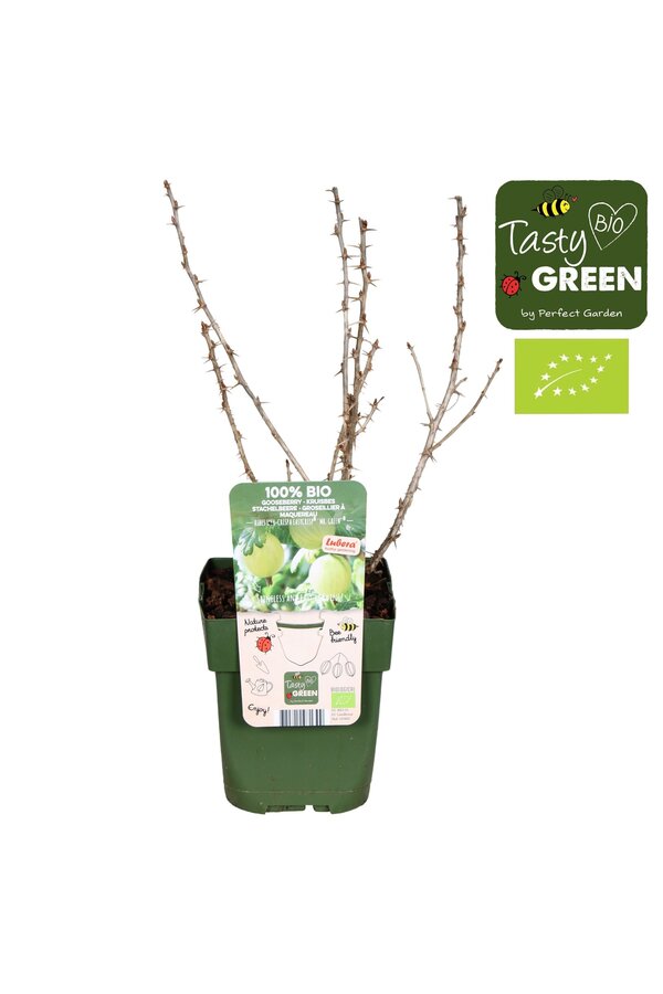 Ribes uva-crispa Easycrisp® Mr. Green® Bio P13