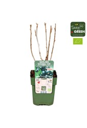 Ribes nigrum Black Marble Bio P13