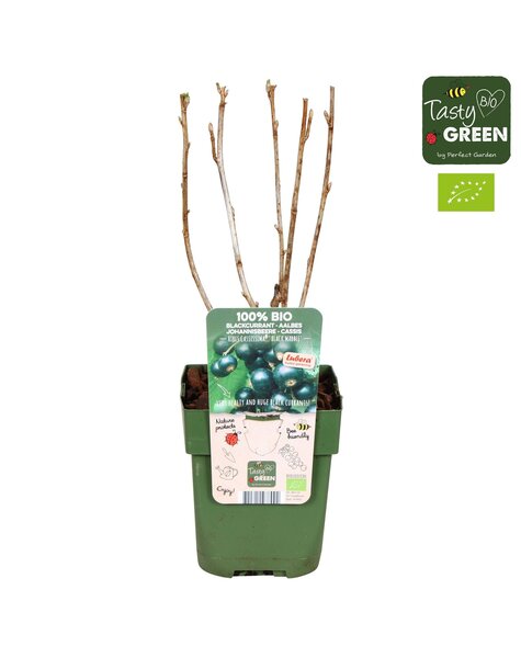 Ribes nigrum Black Marble Bio P13