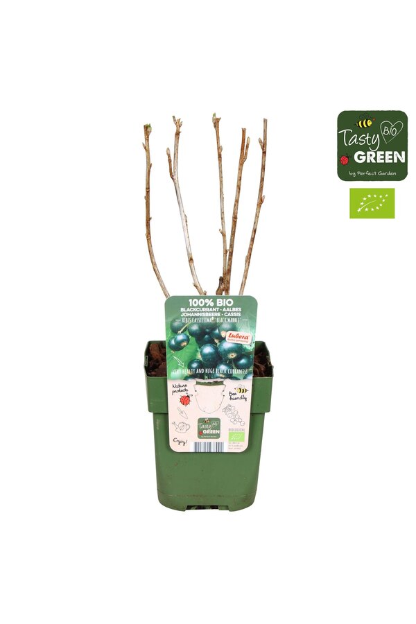 Ribes nigrum Black Marble Bio P13