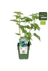 Ribes nigrum Black Marble Bio P13
