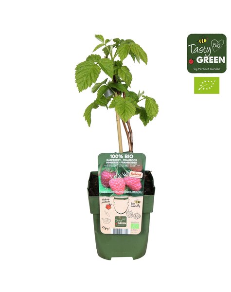Rubus Low® Little Sweet Sister® Bio P13