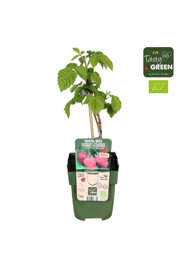 Rubus Low® Little Sweet Sister® Bio P13