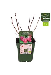 Rubus Low® Little Sweet Sister® Bio P13