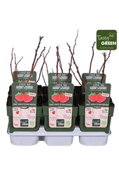 Rubus Low® Little Sweet Sister® Bio P13