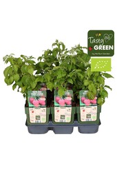 Rubus Low® Little Sweet Sister® Bio P13