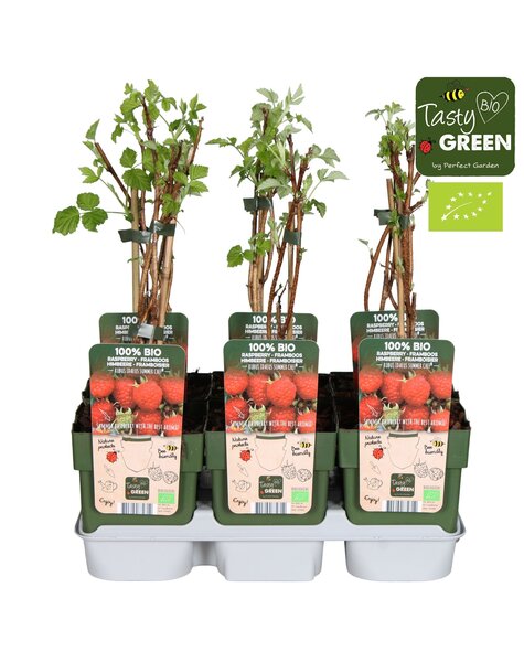 Rubus ideaus Summer Chef® Bio P13