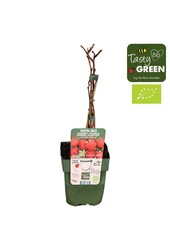 Rubus ideaus Summer Chef® Bio P13