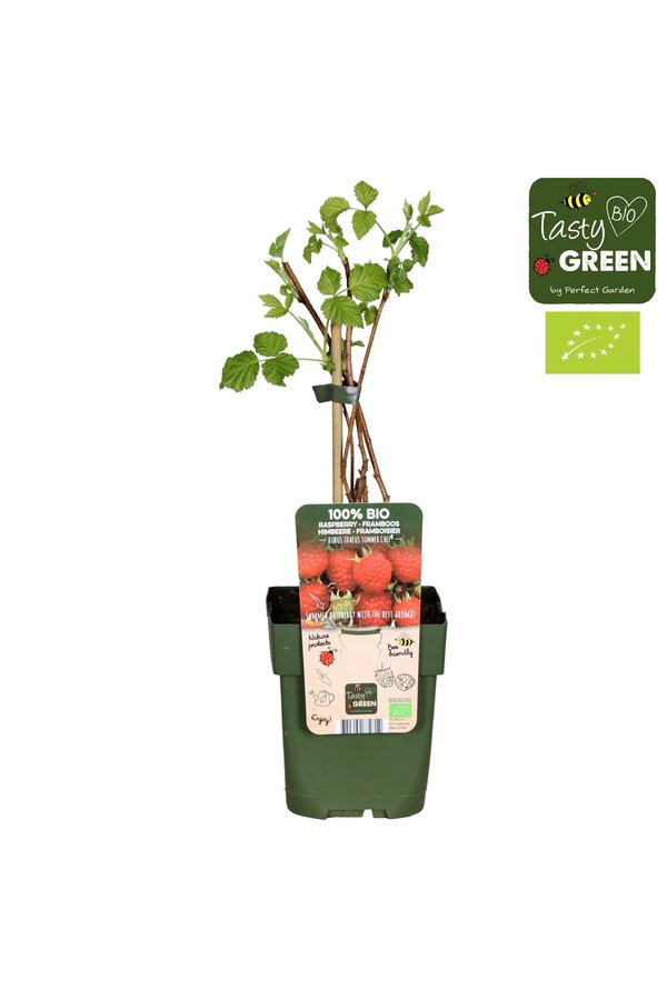 Rubus ideaus Summer Chef® Bio P13