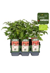 Rubus ideaus Summer Chef® Bio P13