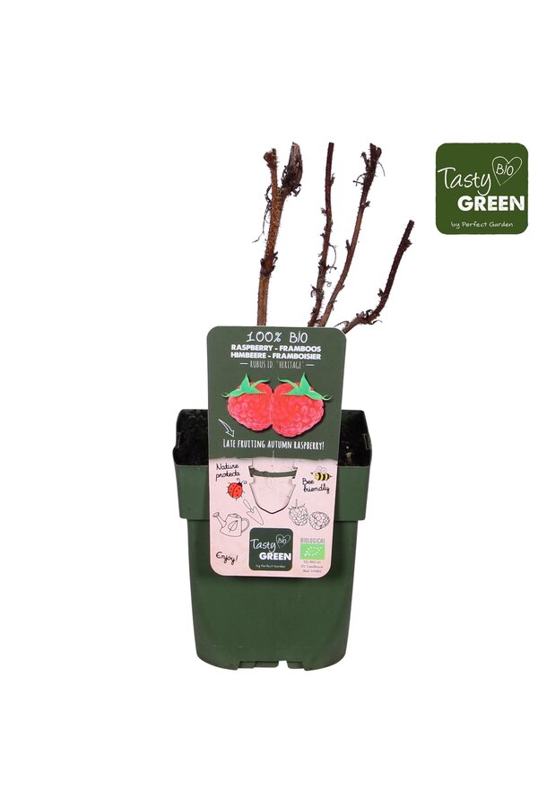 Rubus idaeus Heritage Bio P13
