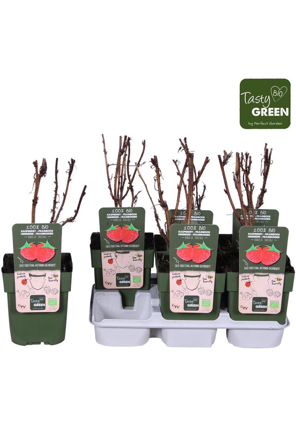 Rubus idaeus Heritage Bio P13