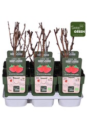 Rubus idaeus Heritage Bio P13