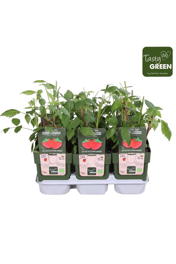 Rubus idaeus Heritage Bio P13