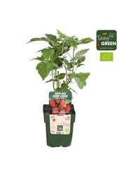 Rubus idaeus Heritage Bio P13