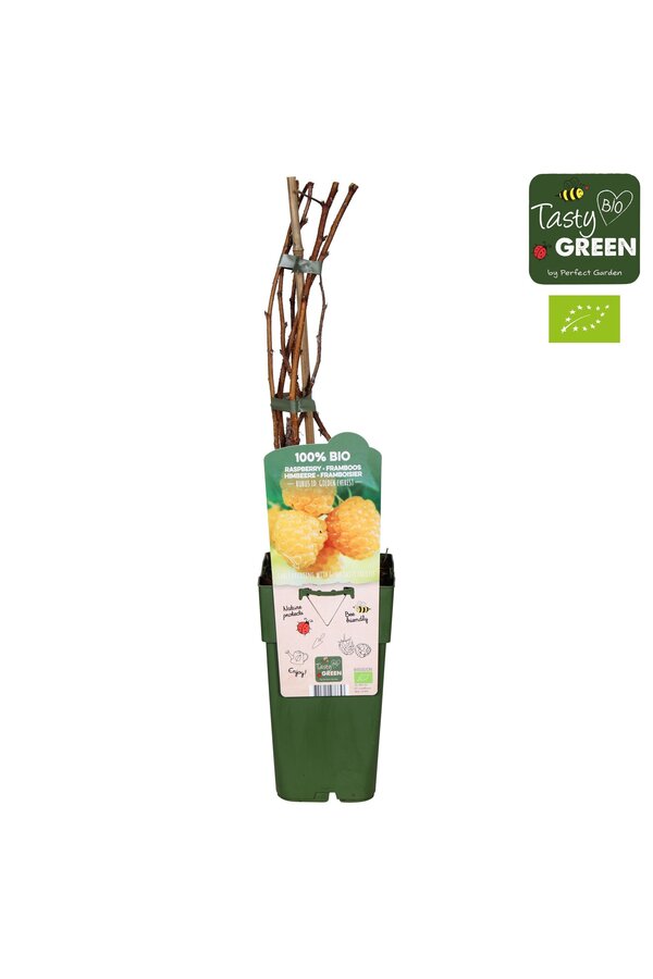 Rubus idaeus Golden Everest Bio P15