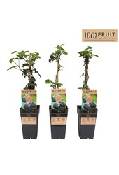 Rubus fruticosus Thornfree P15