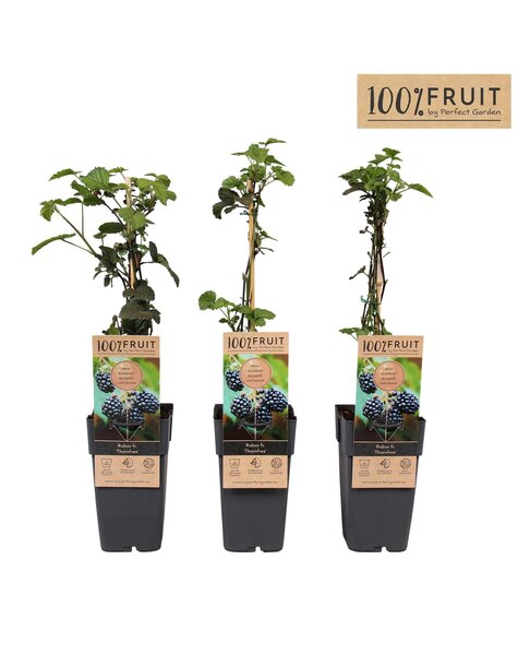 Rubus fruticosus Thornfree P15