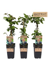 Rubus fruticosus Thornfree P15