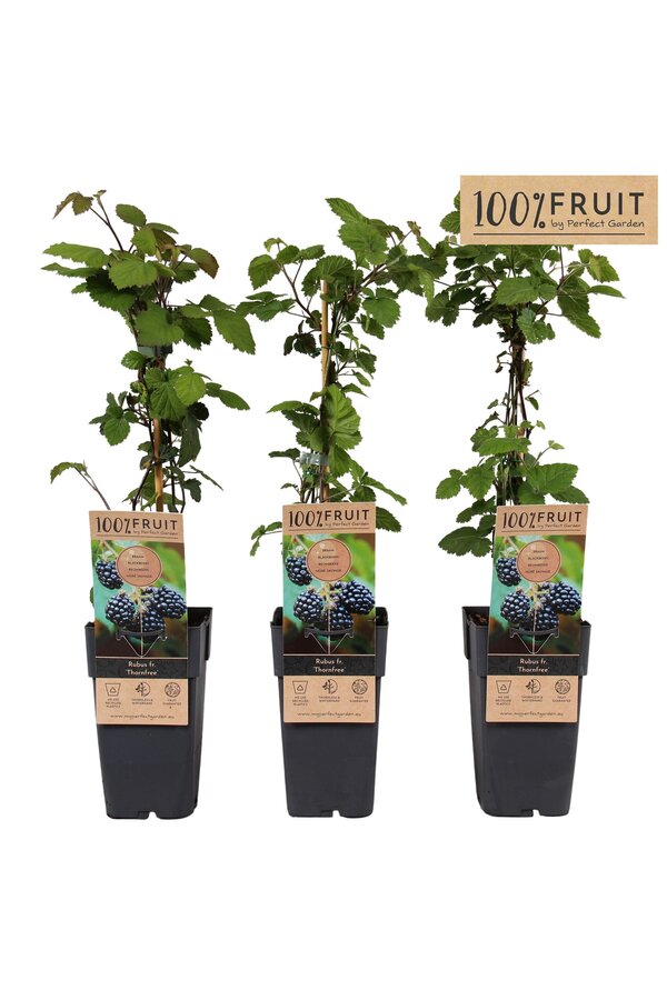 Rubus fruticosus Thornfree P15