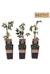 Rubus fruticosus Thornless Evergreen P15