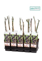 Rubus fruticosus Thornless Evergreen P15