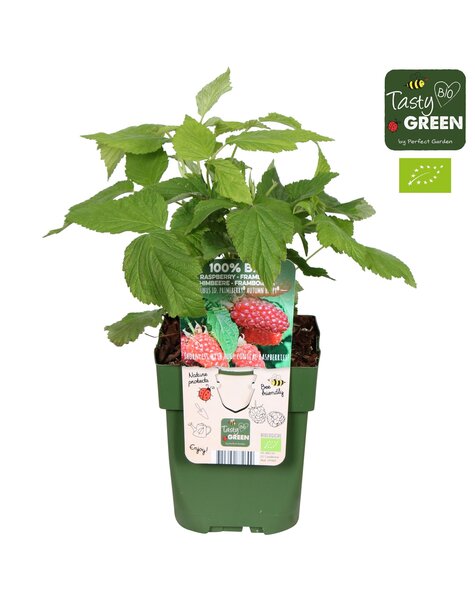Rubus idaeus Autumn Happy® Bio P13