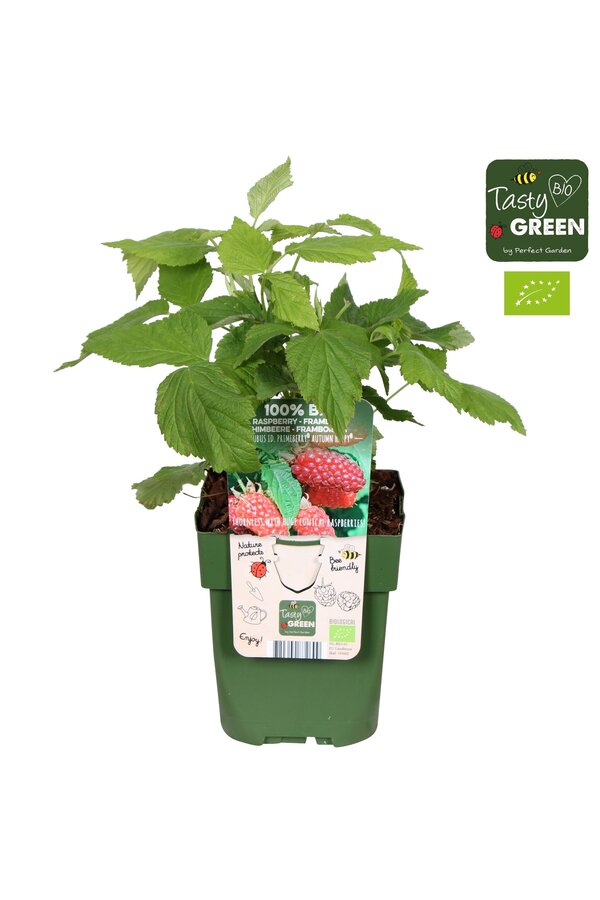 Rubus idaeus Autumn Happy® Bio P13
