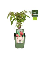 Rubus idaeus Autumn Happy® Bio P13
