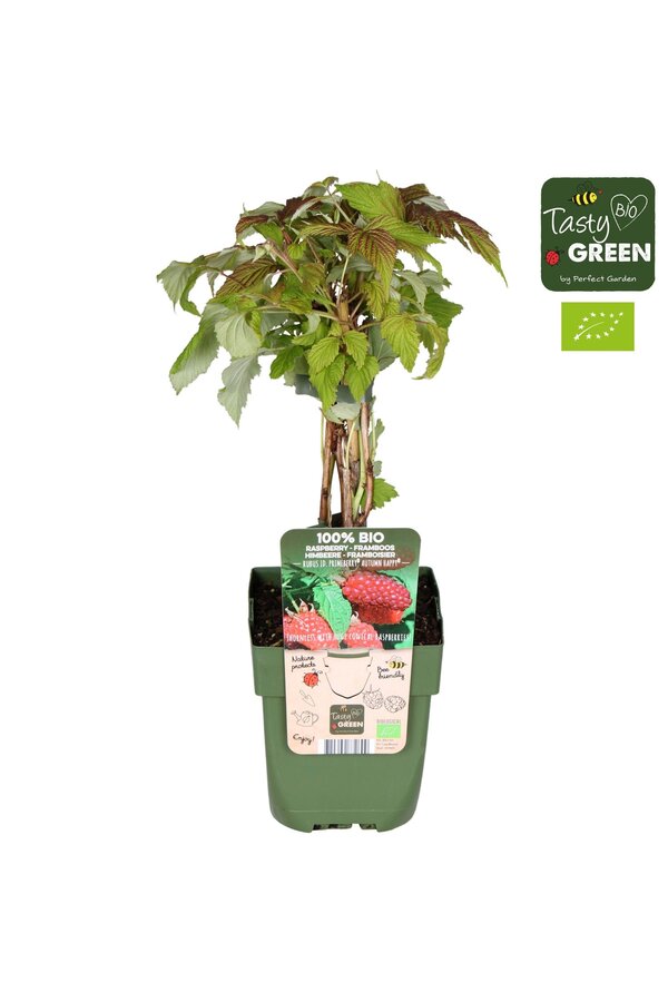Rubus idaeus Autumn Happy® Bio P13